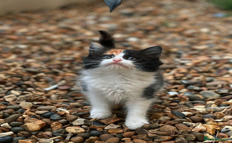 Mixed Breed cats - Advert 6