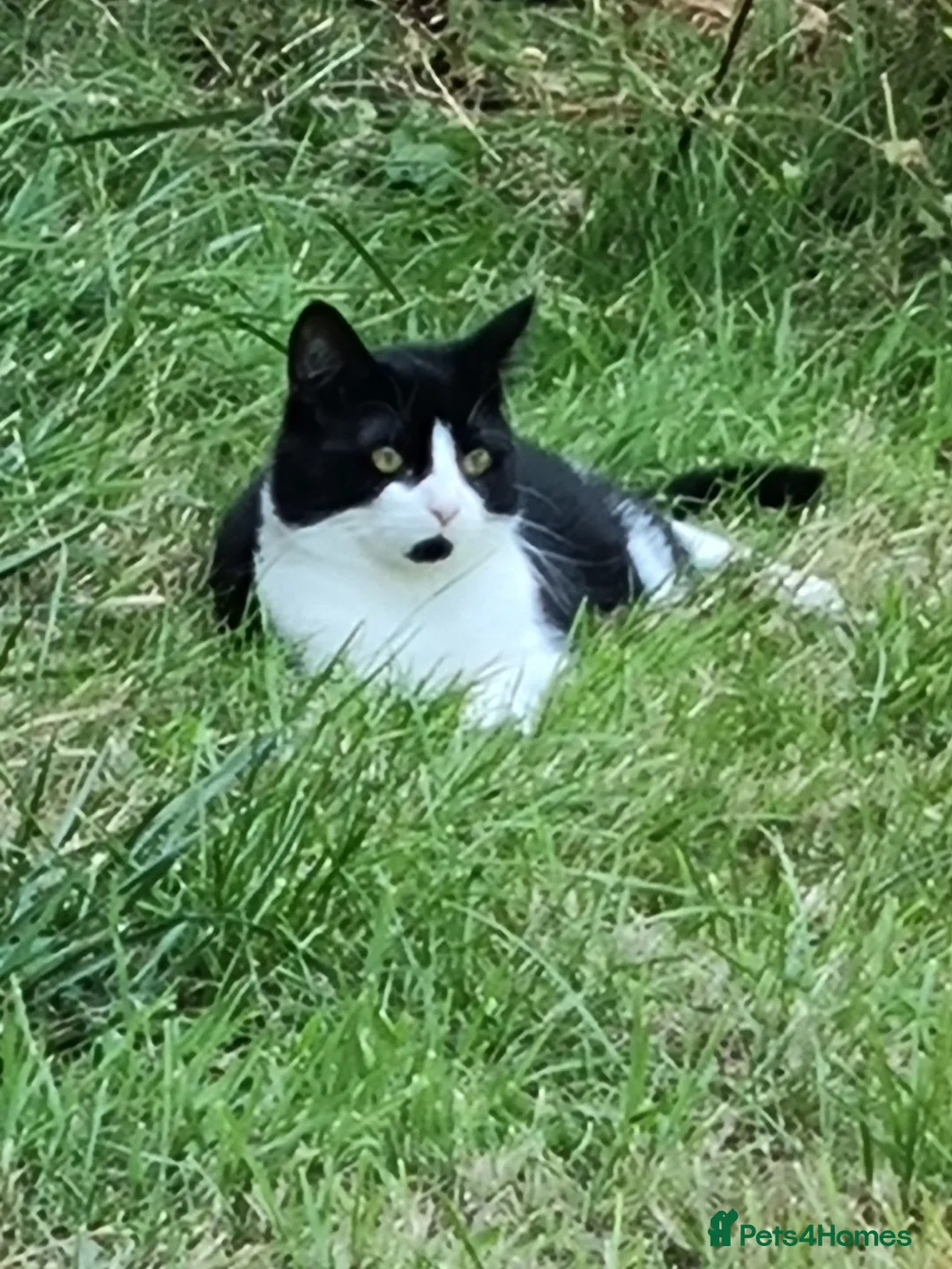 Domestic Shorthair cats for sale: Arlo and Oreo  in Basildon - Advert 1