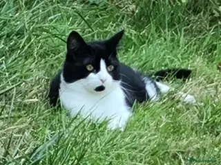 Domestic Shorthair cats Arlo and Oreo - Advert 1