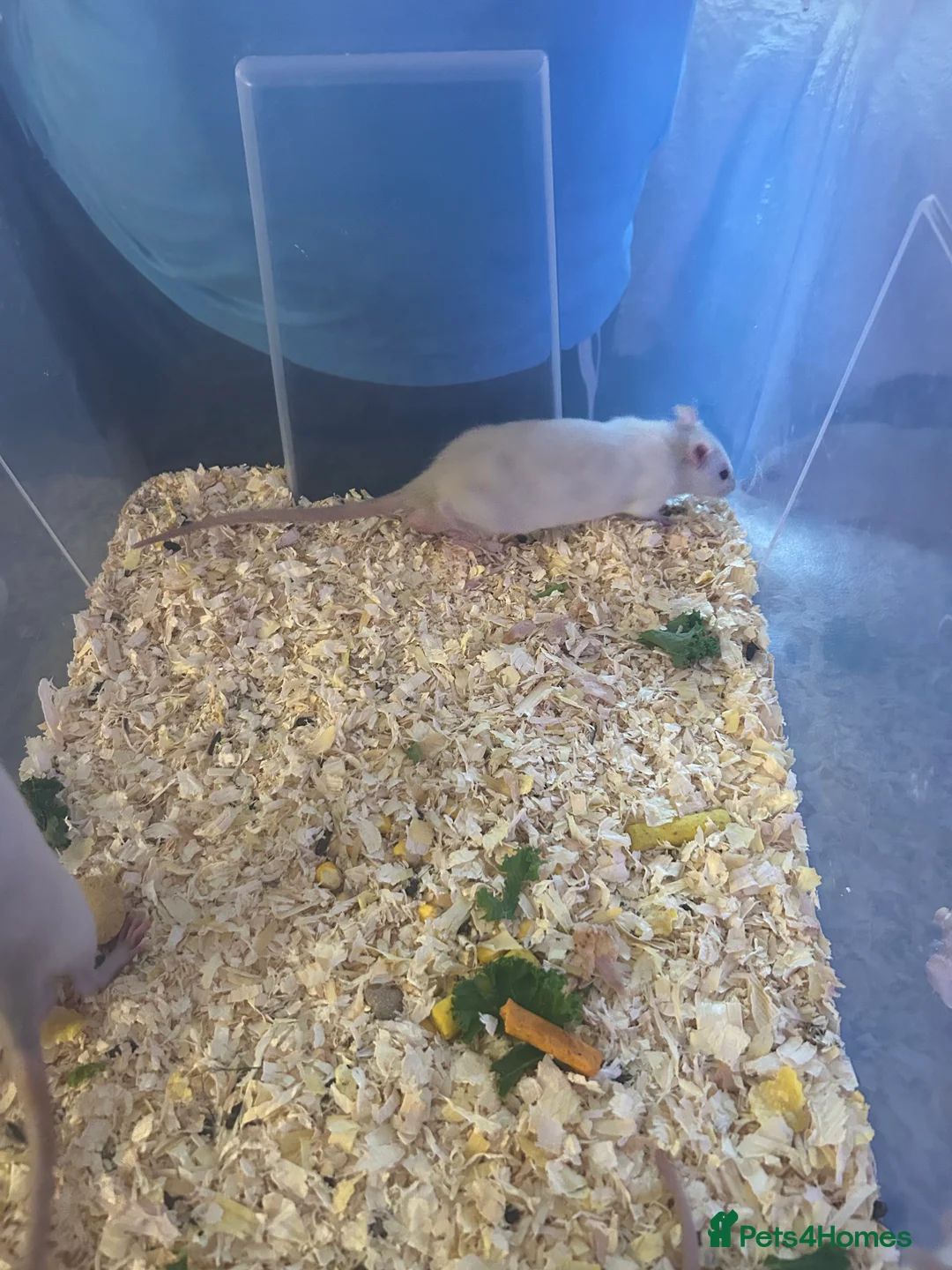 Rat rodents for sale: 4 boys left Ready now Beautiful Babies  - Advert 2