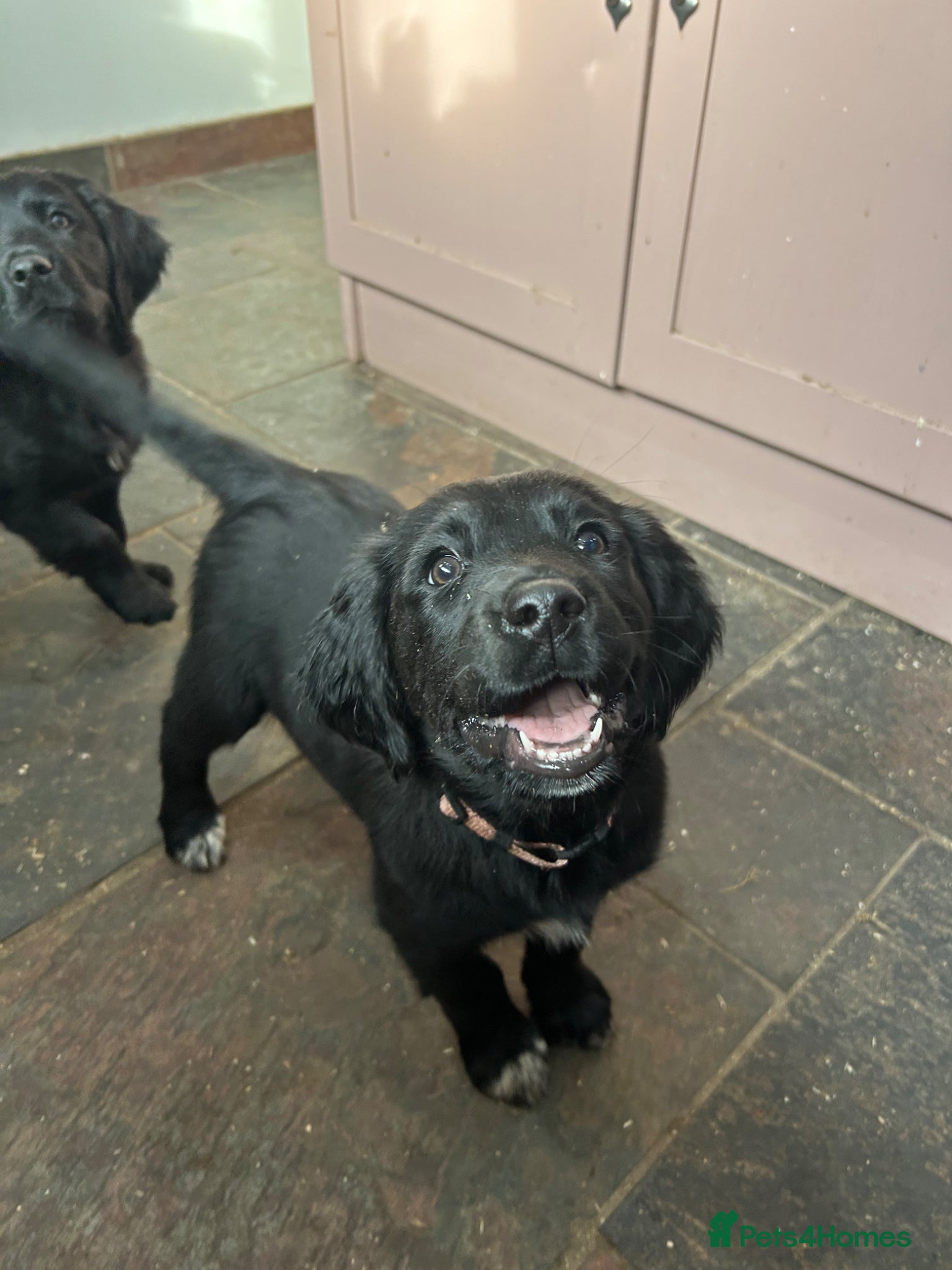 Mixed Breed dogs READY NOW Small Munsterlander x golden retriever  - Advert 10