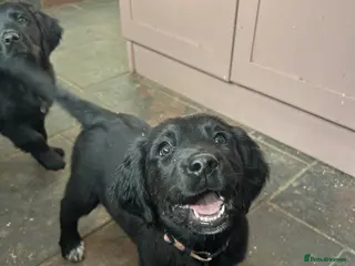 Mixed Breed dogs READY NOW Small Munsterlander x golden retriever - Advert 10