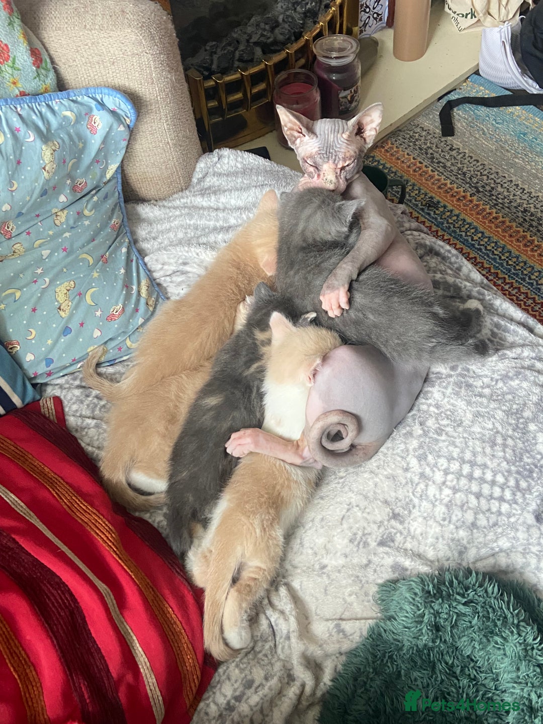 Mixed Breed cats for sale: Sphynx Varient Kittens - Advert 1