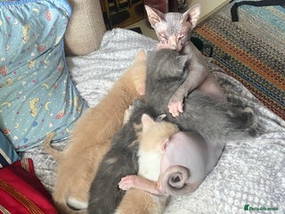 Mixed Breed cats Sphynx Varient Kittens - Advert 1