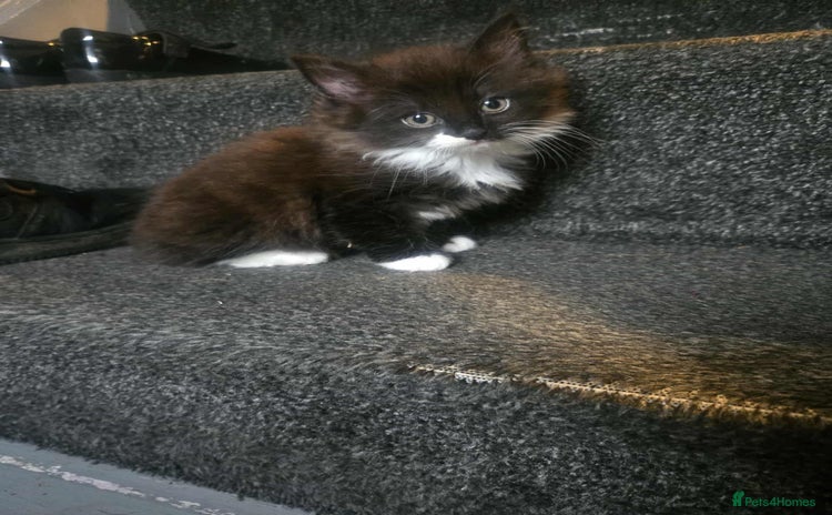 Mixed Breed cats - Advert 1