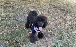 Standard Poodle dogs for sale: Forever Home for Lovely Girl - Image 3