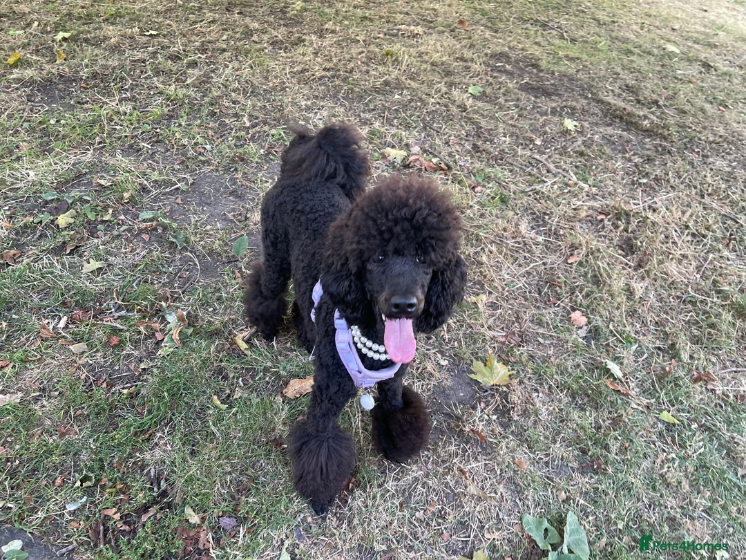 Standard Poodle dogs for sale: Forever Home for Lovely Girl - Image 3