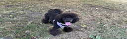 Standard Poodle dogs for sale: Forever Home for Lovely Girl - Advert 3