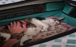Maine Coon cats for sale: Beautiful Maine Coon Floofs - Image 17