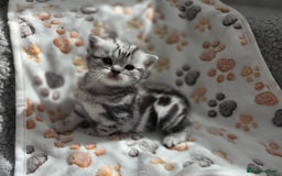 British Shorthair cats for sale: Silver Tabby kitten with his mother  - Image 20