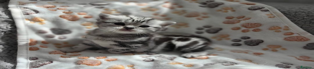 British Shorthair Kitten 1
