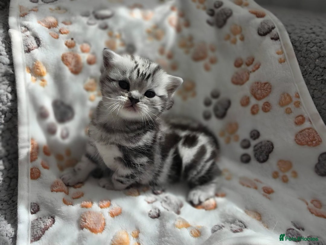 British Shorthair cats for sale: Silver Tabby kitten with his mother  - Image 20