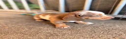 Miniature Dachshund dogs for sale: Beautiful miniature dachshund pups.  - Advert 4