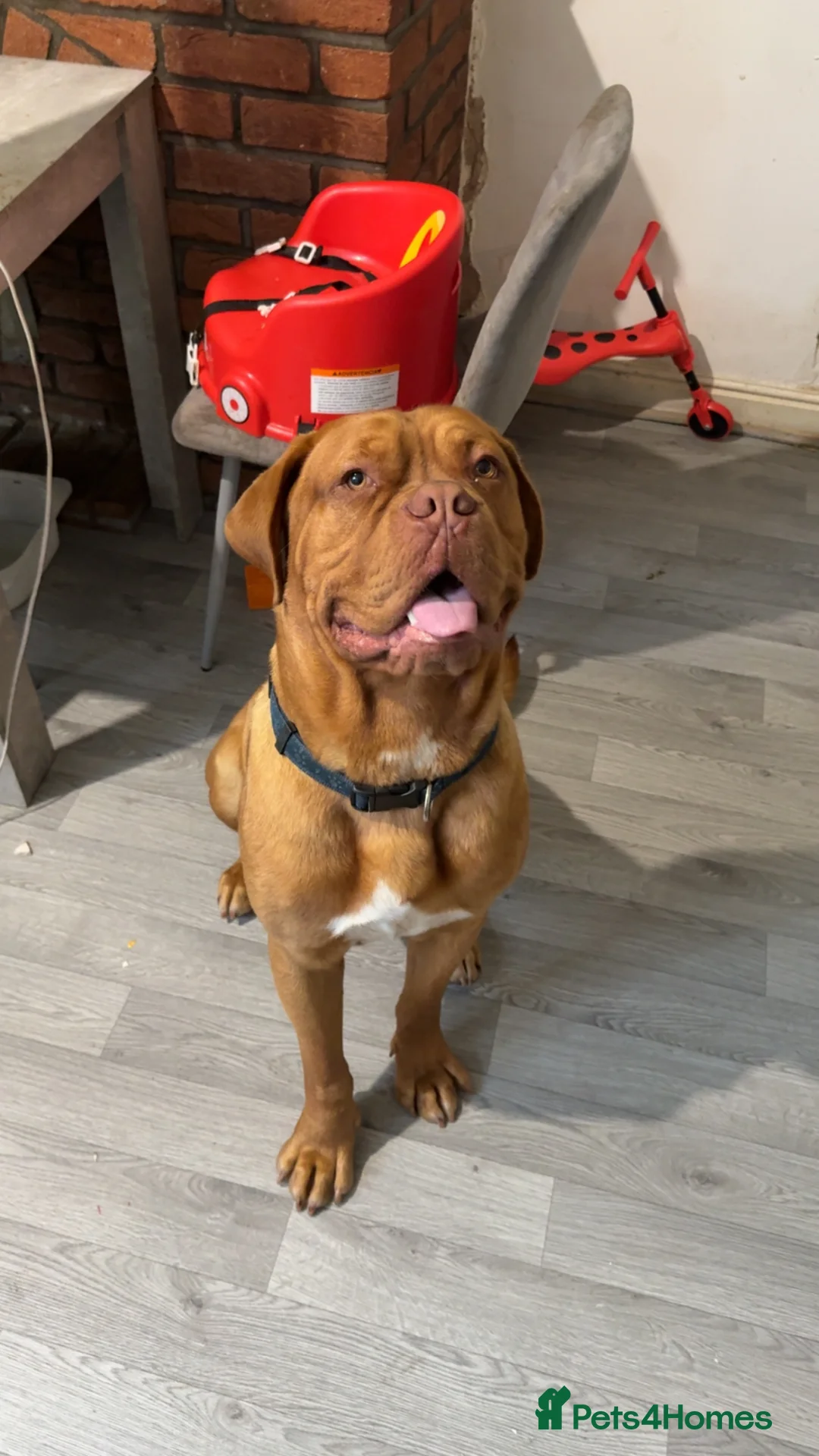 Dogue De Bordeaux dogs for sale: 2.5 year old dogue da Bordeaux  in Grimsby - Advert 1