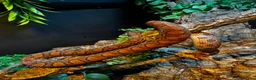 Boa Snake reptiles for sale: Fiona the Brazilian Rainbow Boa - Gentle Beauty in Southampton - Advert 5