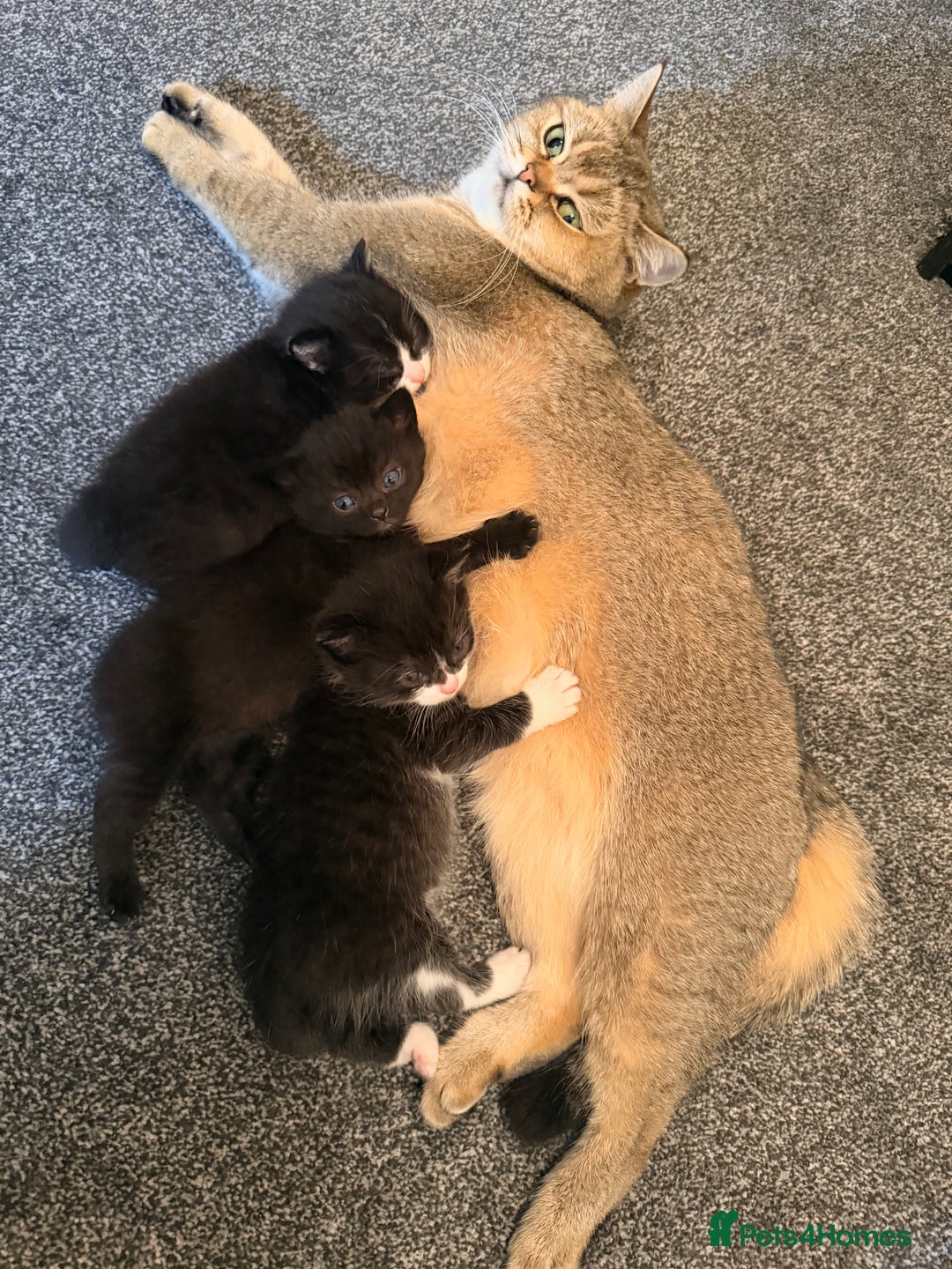 Scottish Fold cats for sale: Scottish / Mixed breed - Advert 1