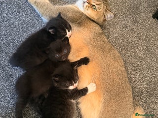 Scottish Fold cats Scottish / Mixed breed - Advert 2