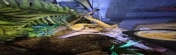 Gecko reptiles for sale: Male crested Gecko and full set up  - Advert 7