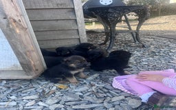 Labrador Retriever dogs for sale: Incredible repeat mating  - Image 23