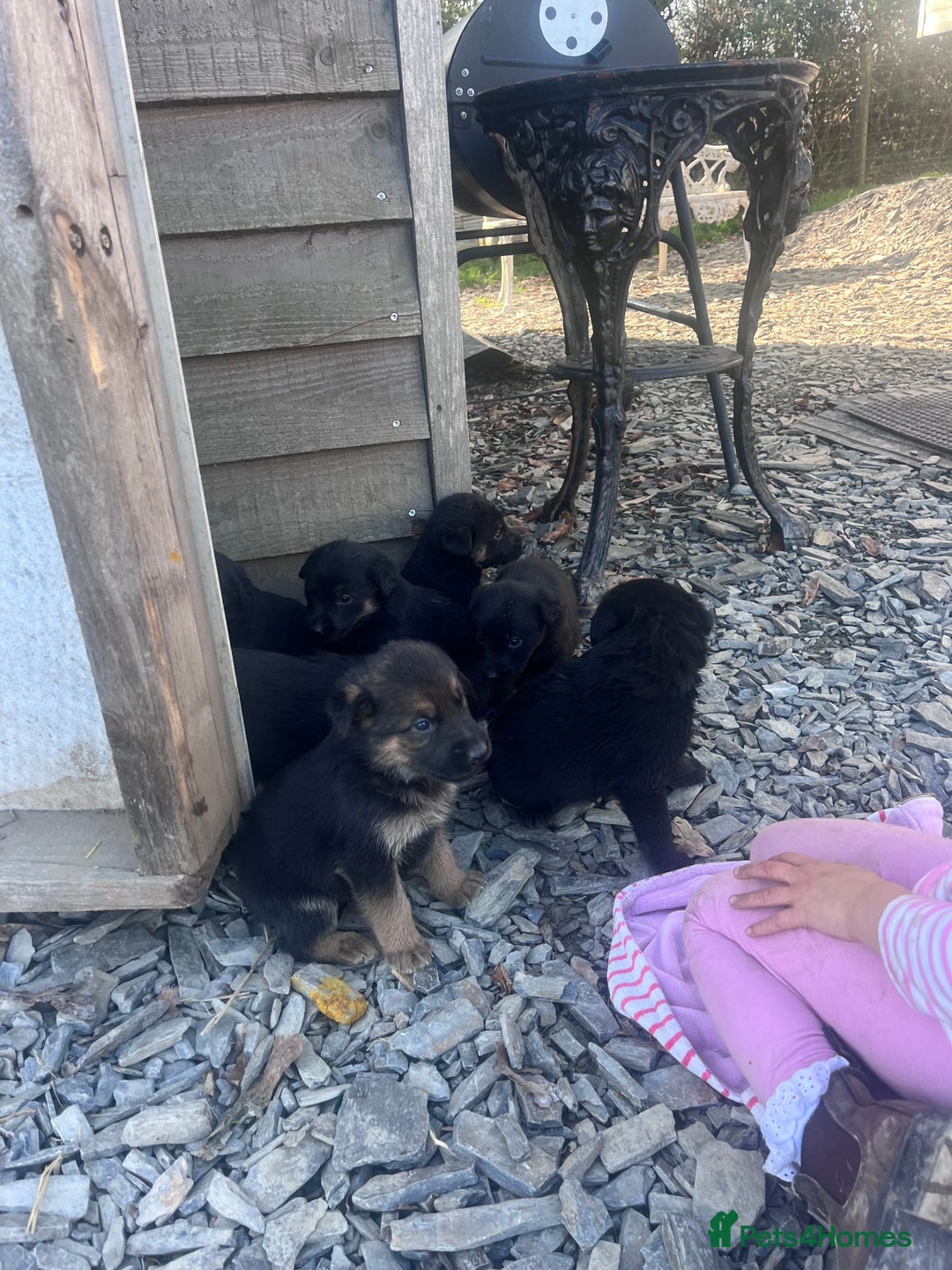 Labrador Retriever dogs for sale: Incredible repeat mating  - Image 23