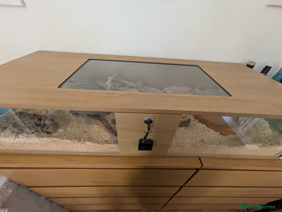 Corn Snake reptiles for sale: Corn Snake - Image 5