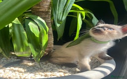 Siamese cats for sale: Human Toilet Trained! Exquisite Siamese Kittens - Image 14