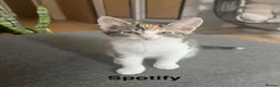 Mixed Breed cats for sale: Kittens has been finished their nursery  - Advert 3