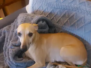 Whippet dogs Top quality whippet pups in Llangollen - Advert 1