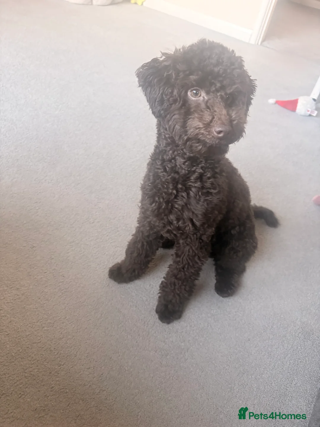 Toy Poodle dogs for sale: Male 7 months Toy poodle, Chocolate in Waltham Cross - Advert 3