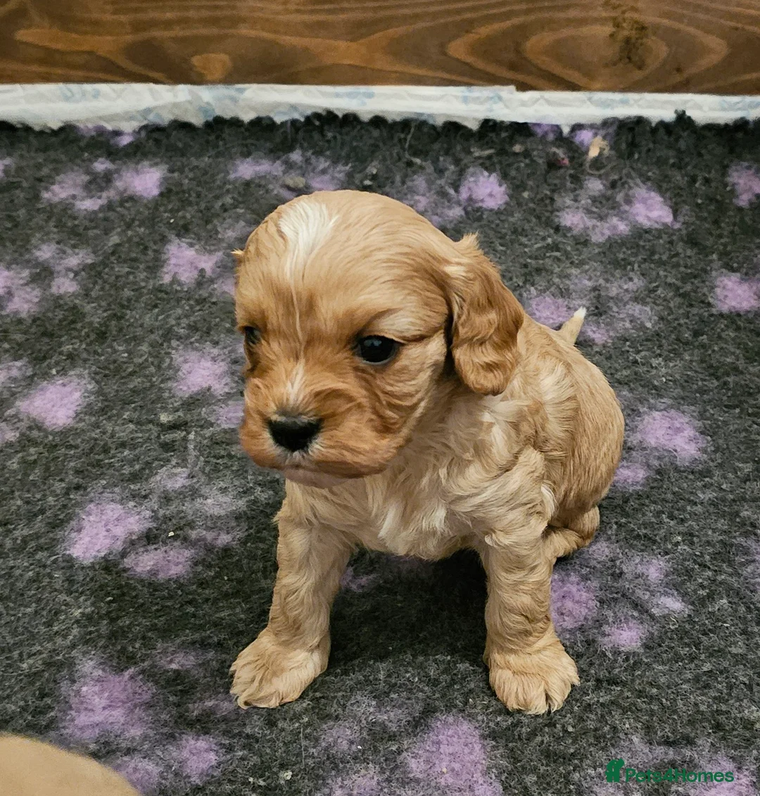 Cavapoo dogs for sale: Extensively health tested F1 Cavapoo puppies 🐶  - Advert 5