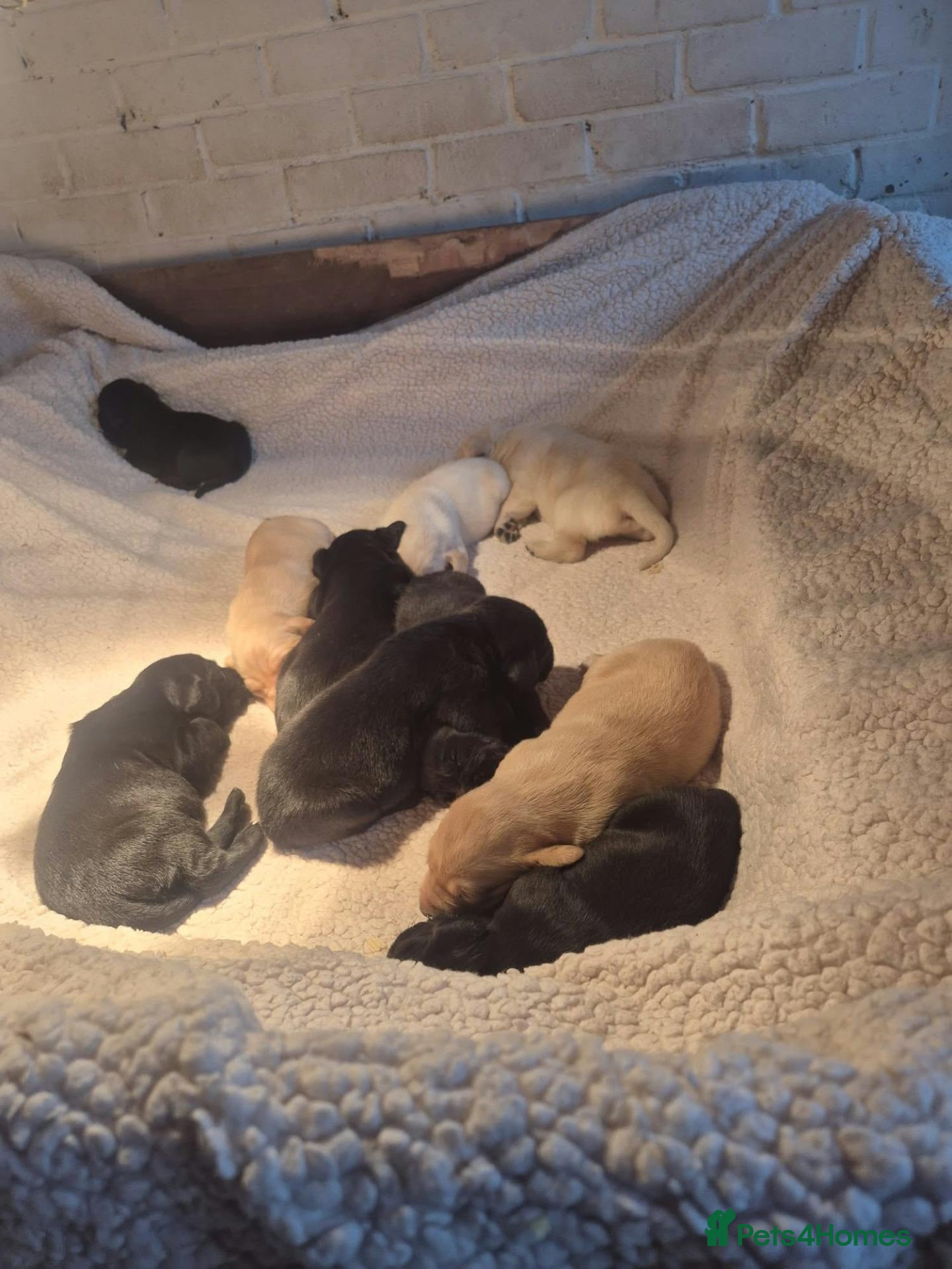 Labrador Retriever dogs Labrador Retriever Puppies - Advert 1