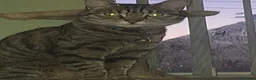 Domestic Shorthair cats for sale: Playful spotted tabby neutered, chipped vaccinated - Advert 4