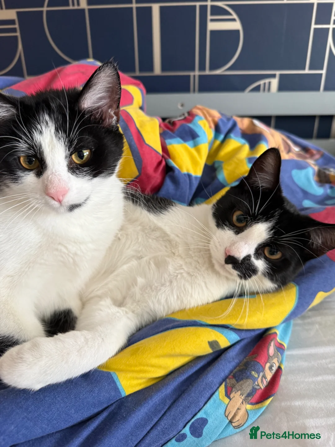 Mixed Breed cats for sale: Free… 2 cats for rehoming - Advert 1