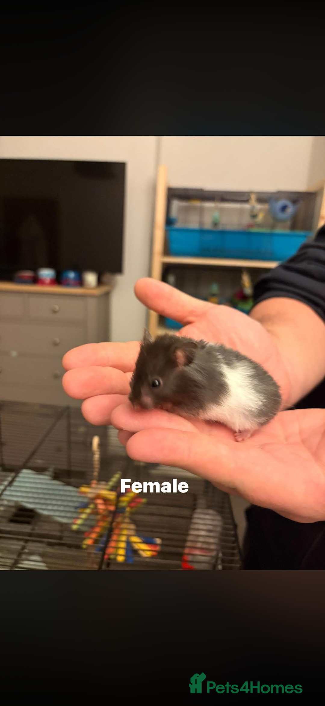 Hamster rodents for sale: Syrian Hamsters - Advert 2