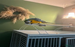 Macaws birds for sale: Male macaw parrot - Image 4
