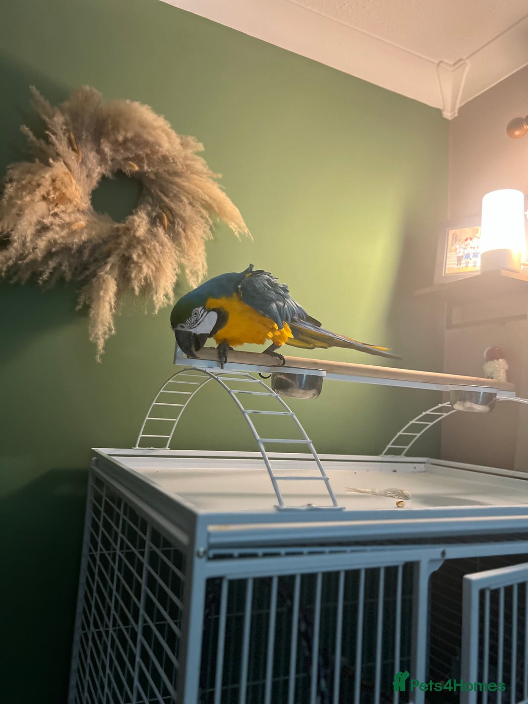 Macaws birds for sale: Male macaw parrot - Image 4