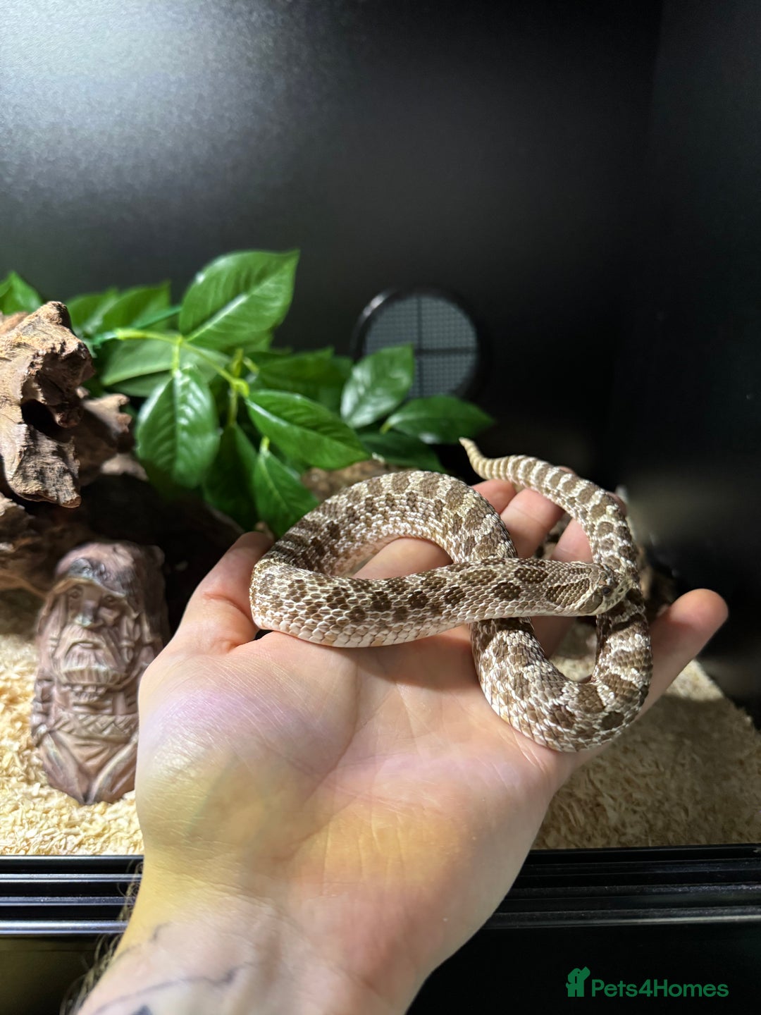 Snake reptiles for sale: Normal Western Hognose  - Image 4