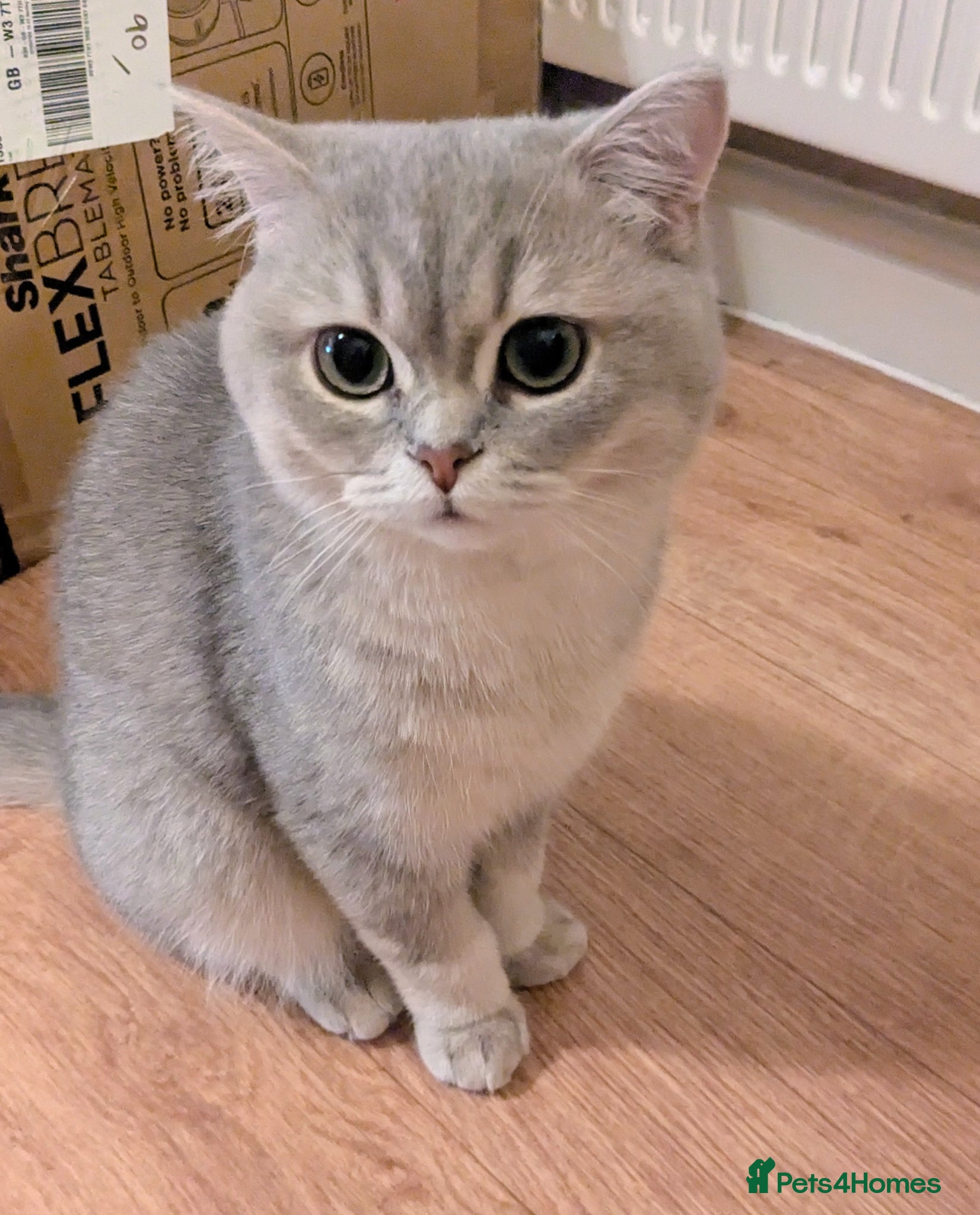 British Shorthair cats GCCF Reg British Shorthair neutered 8 month old - Advert 1
