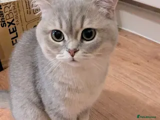 British Shorthair cats Blue Golden Tipped BSH 8 months, full setup - Advert 1
