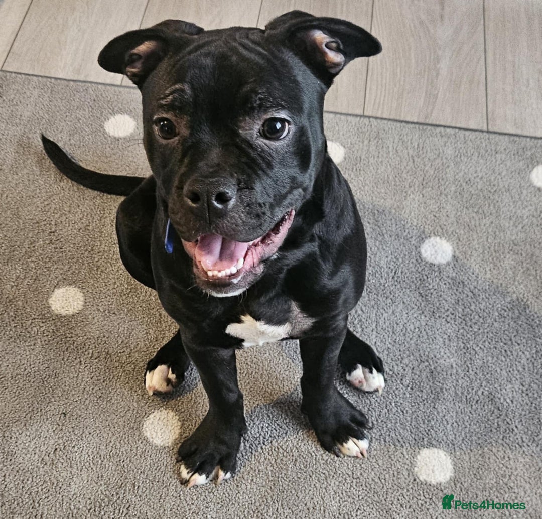 Mixed Breed dogs for sale: Wonderful dog for sale - Advert 7