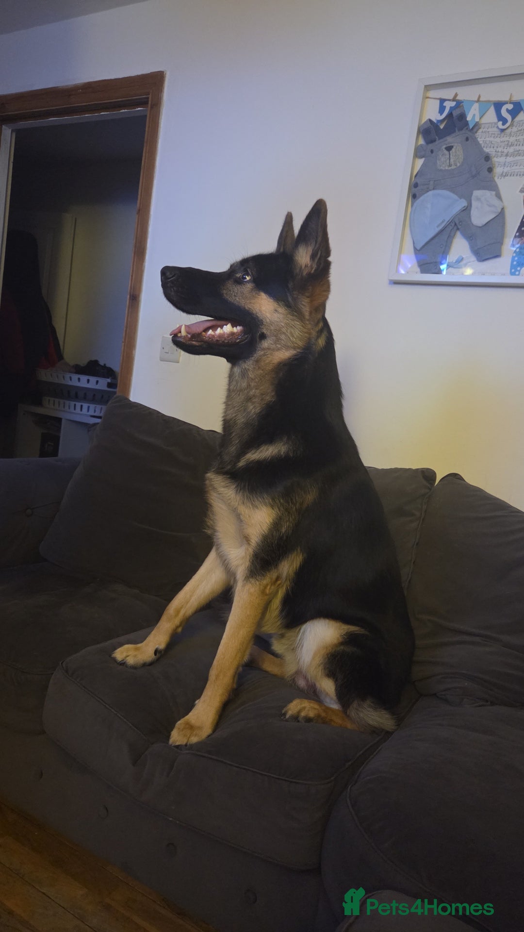 German Shepherd dogs for sale: Hansel  - Advert 4