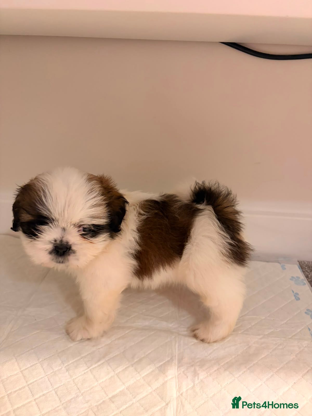 Shih Tzu dogs Shih Tzu puppies ready for there forever Home - Advert 16