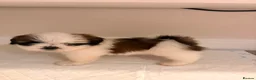 Shih Tzu dogs for sale: Shih Tzu puppies ready for there forever Home in Godalming - Advert 1