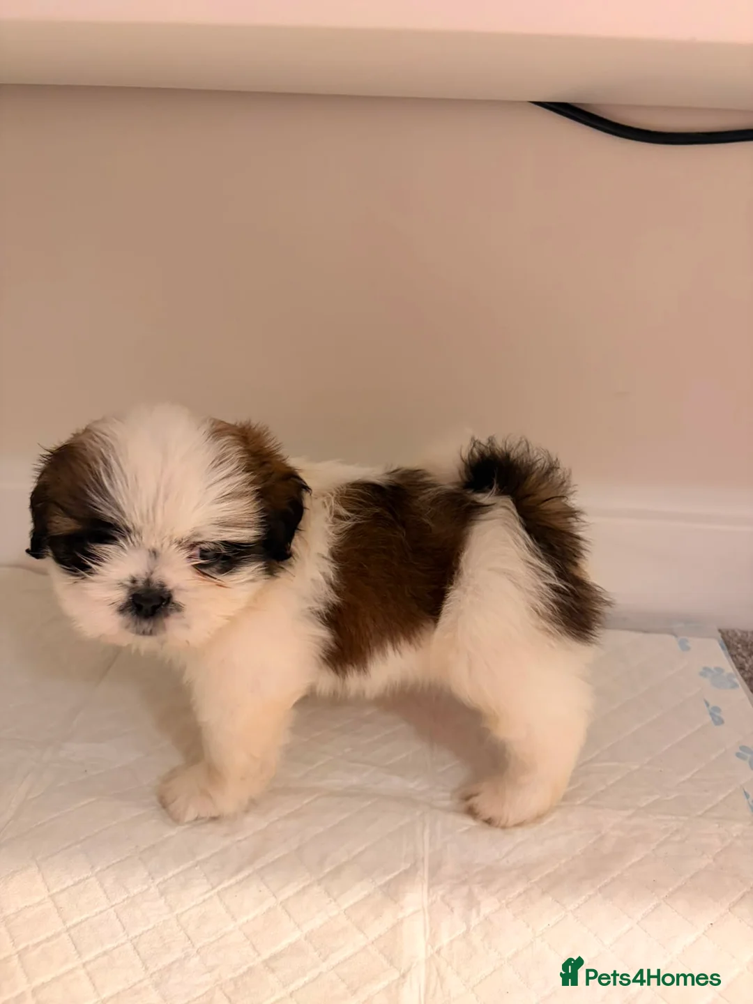 Shih Tzu dogs for sale: Shih Tzu puppies ready for there forever Home in Godalming - Advert 1