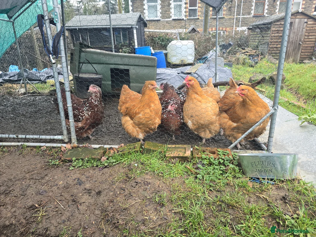 Chickens poultry for sale: 6 Orpingtons  - Advert 3
