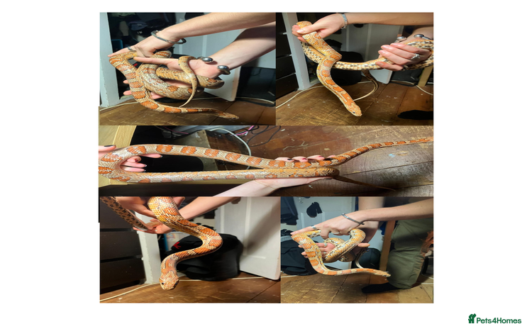 Corn Snake reptiles MALE corn snake for sale (very tame) - Advert 1