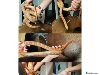 Corn Snake reptiles MALE corn snake for sale (very tame) - Advert 1
