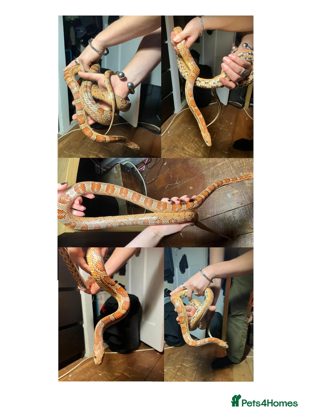 Corn Snake reptiles for sale: MALE corn snake for sale (very tame) - Advert 1