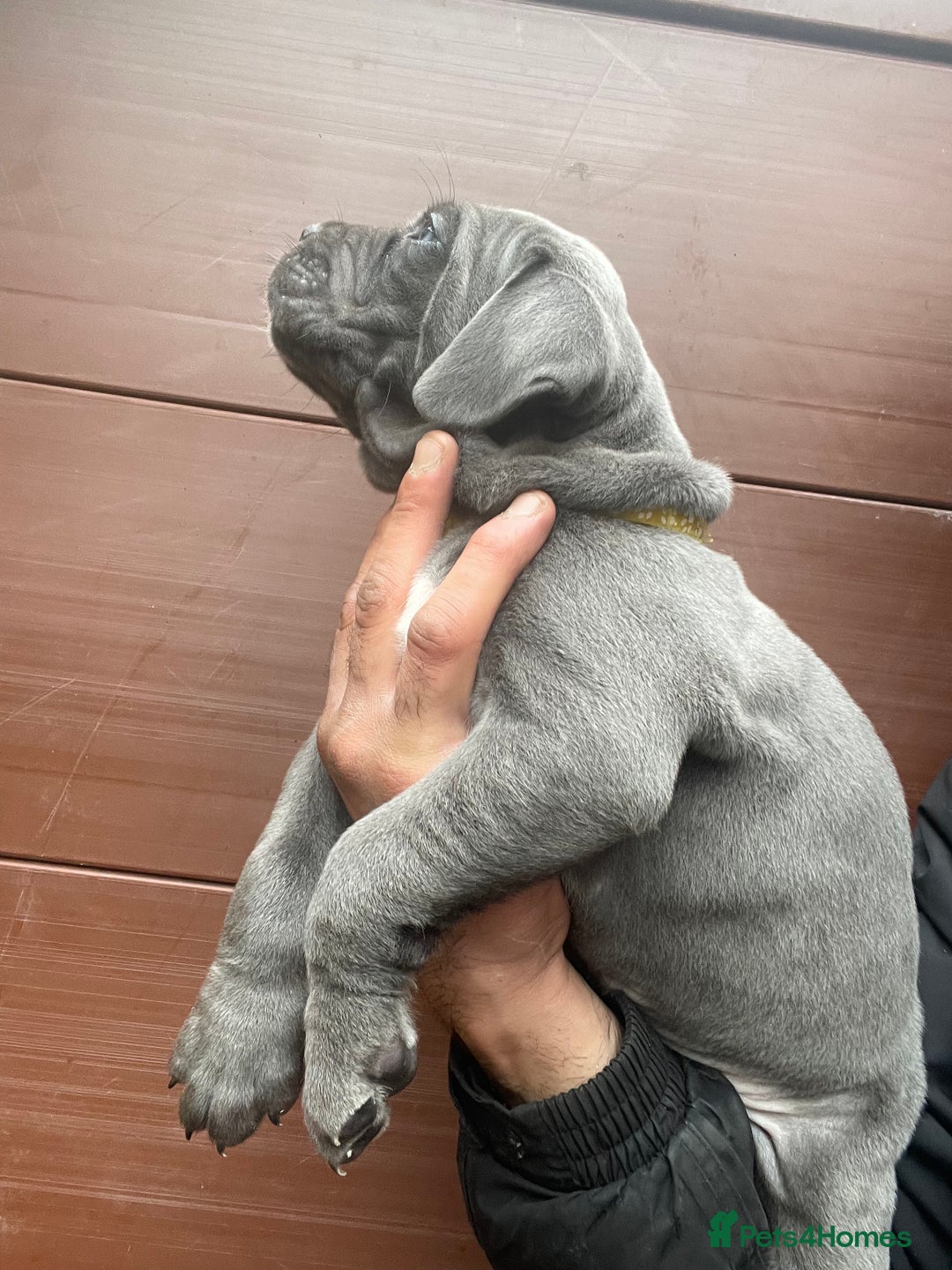 Cane Corso dogs for sale: CANE CORSO TOP QUALITY STRAJANO BLOODLINE FERMINTO - Advert 16