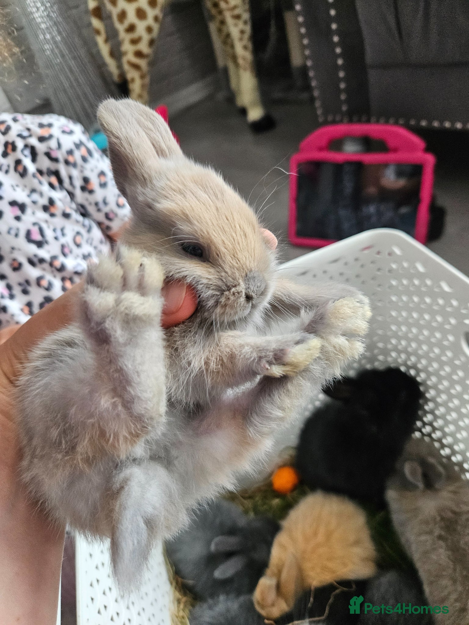 Mixed Breed rabbits for sale: Baby bunny's  - Advert 6